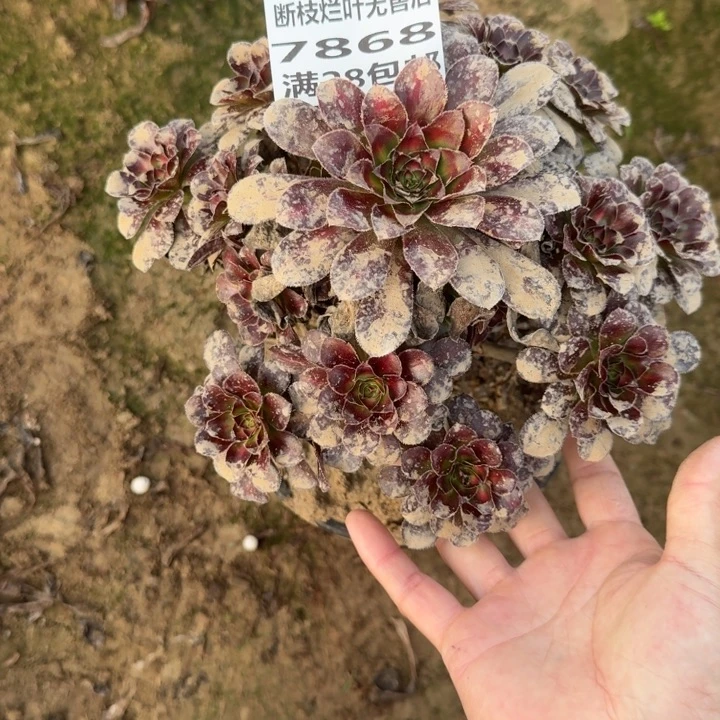 7868二号棚花蝴蝶中班F