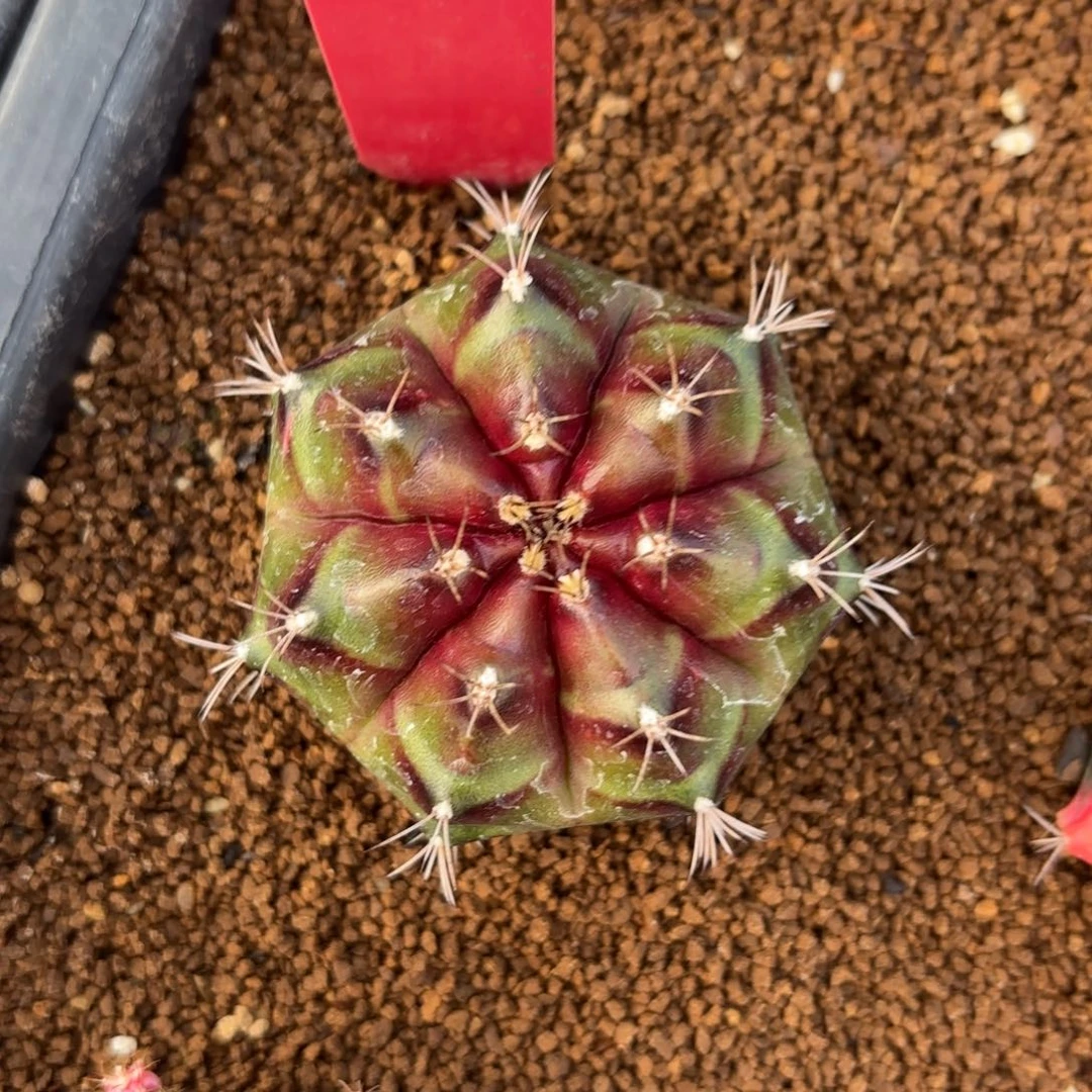 L541-1222泰国发货 火星