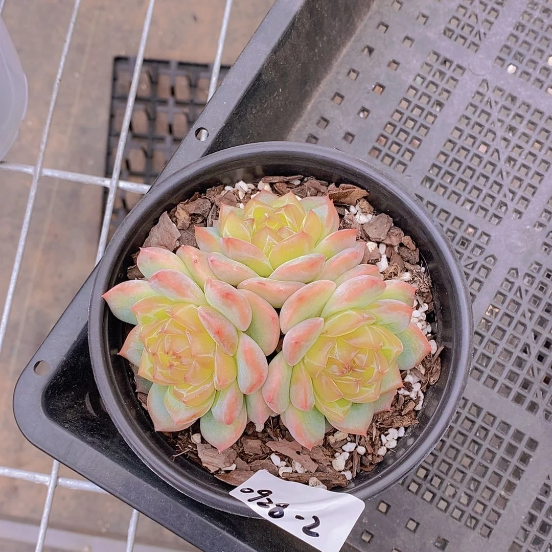 l***z0928-2-专拍海洋之星群福利一颗