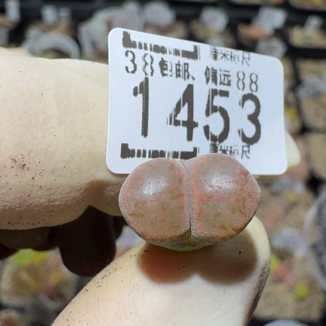 ？*** zzzzzz生石花肉锥1453