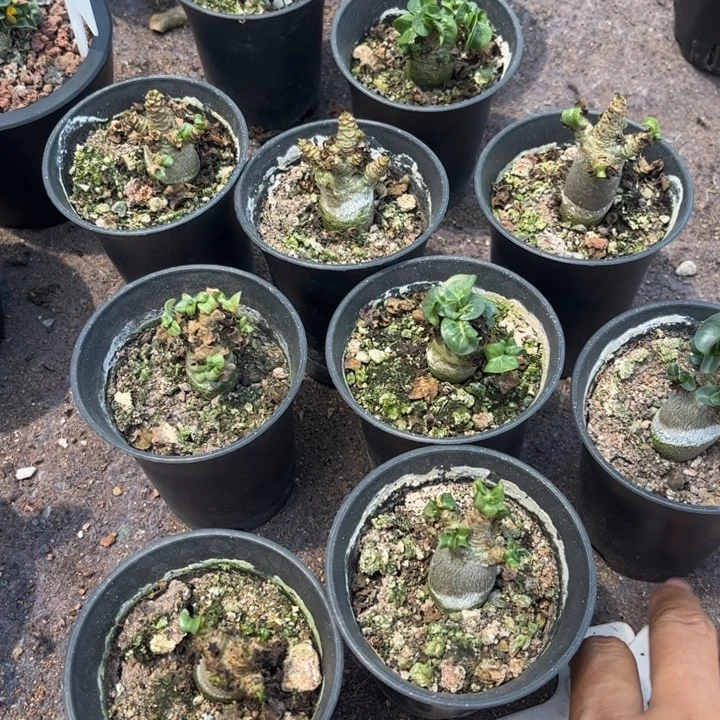 卡汉羊角沙漠玫瑰好养皮实