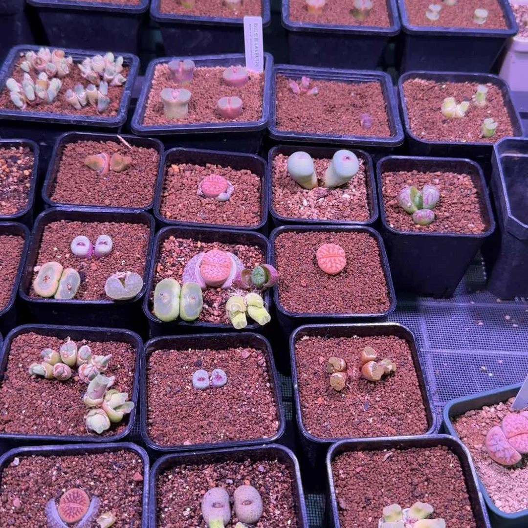 云缦精品番杏10.64福袋