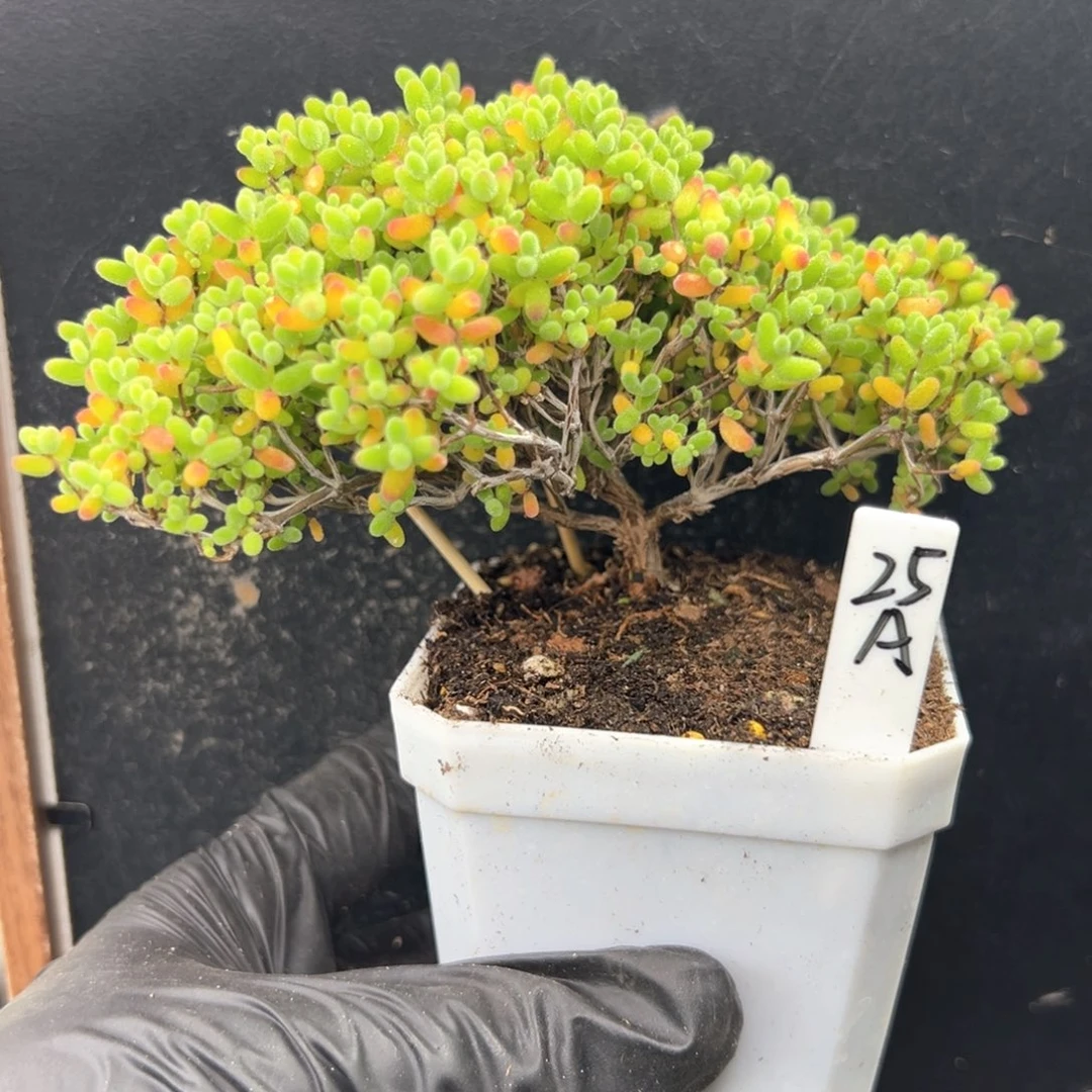 蜜橘糖球飘桩25号