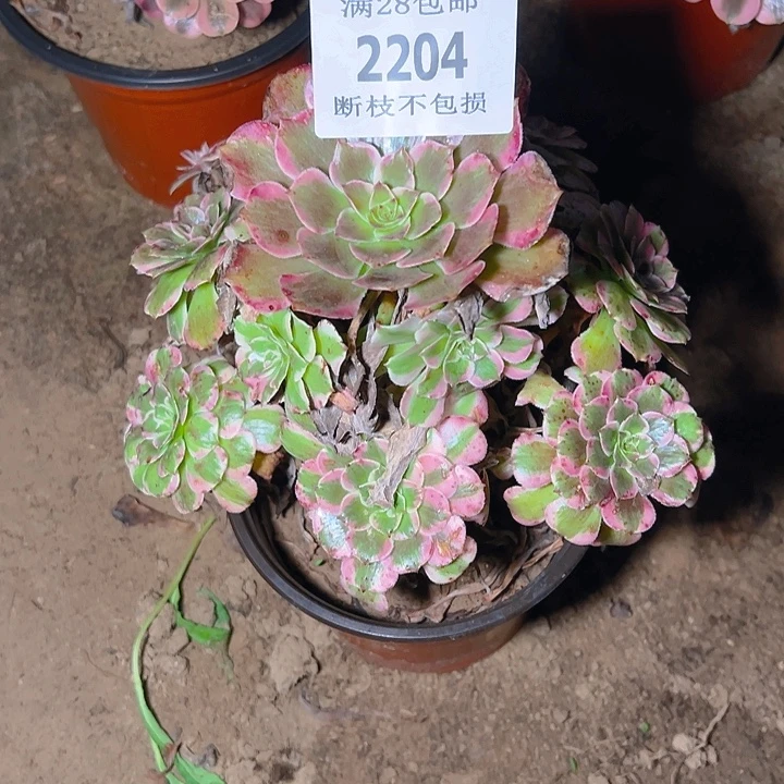 2204霁月多肉植物保护
