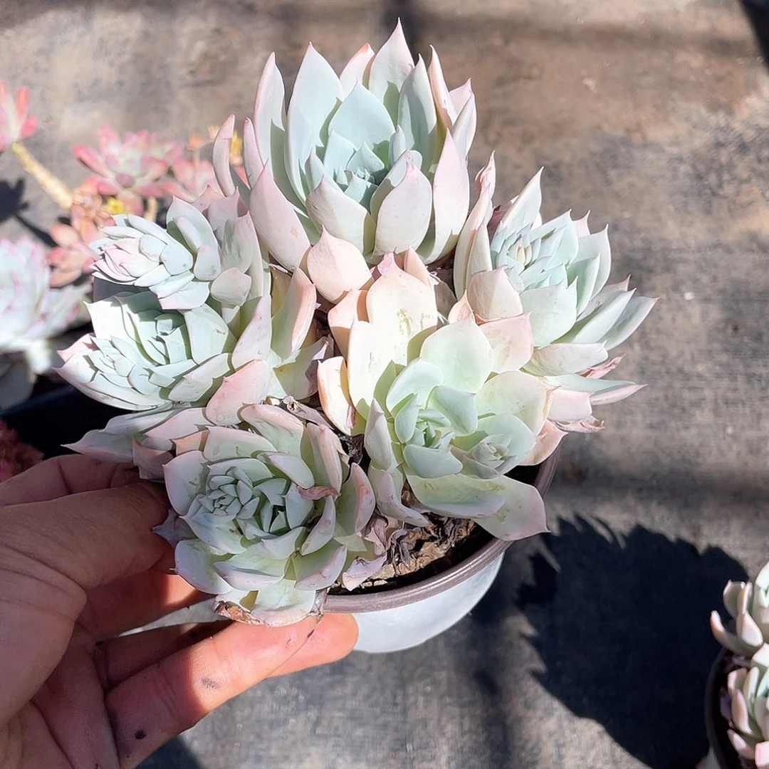 ℳ****果蓝鸟群福利带盆发货