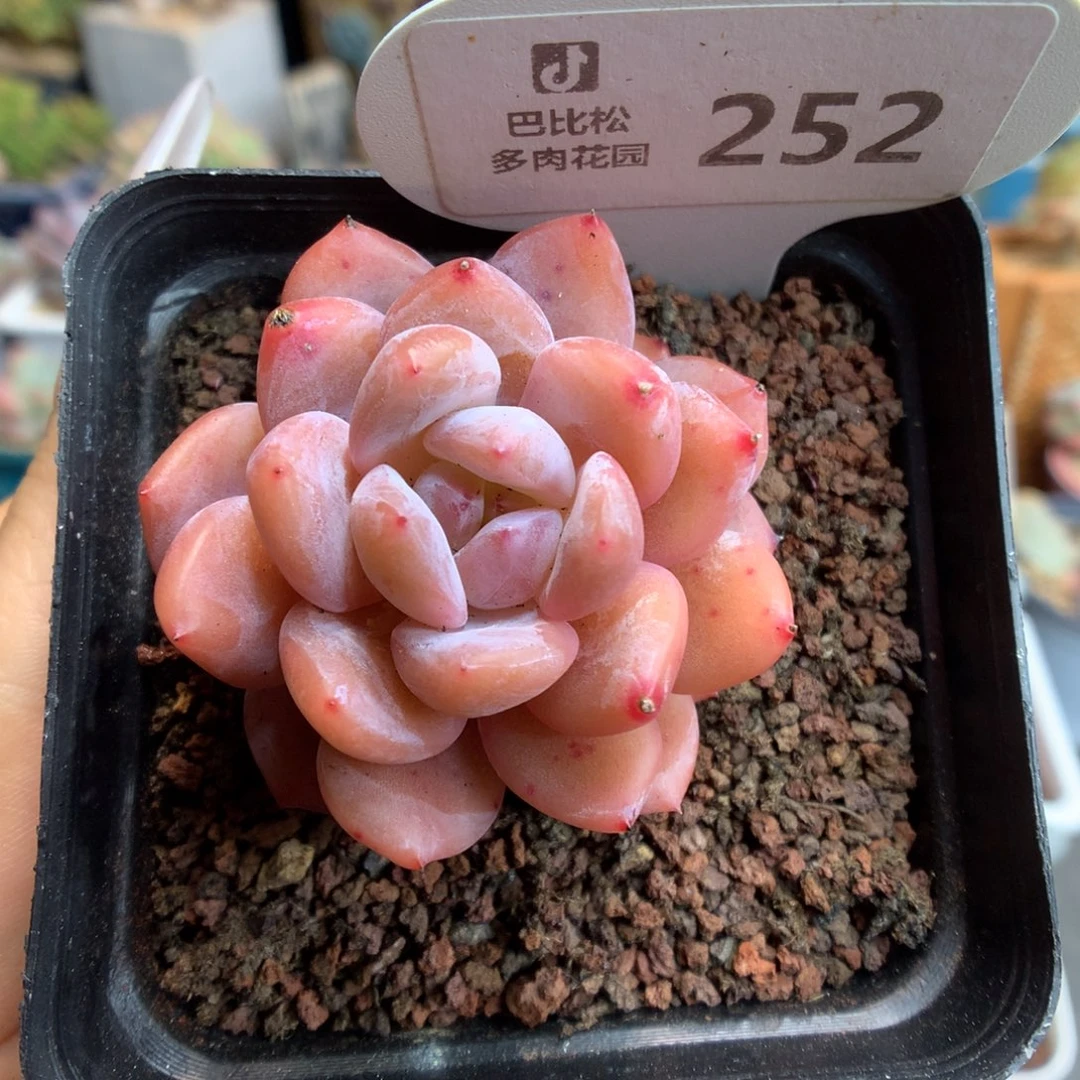 252橙子多肉植物一物一拍