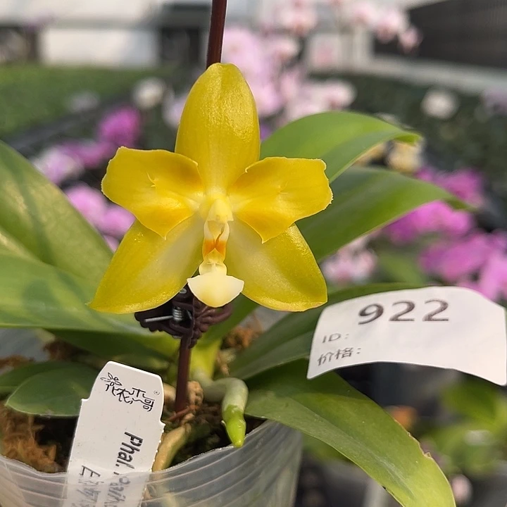 完全开放白河明月 922