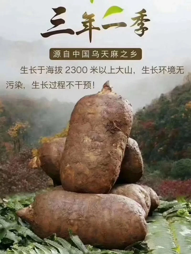 正宗云南小草坝乌天麻 中小果
