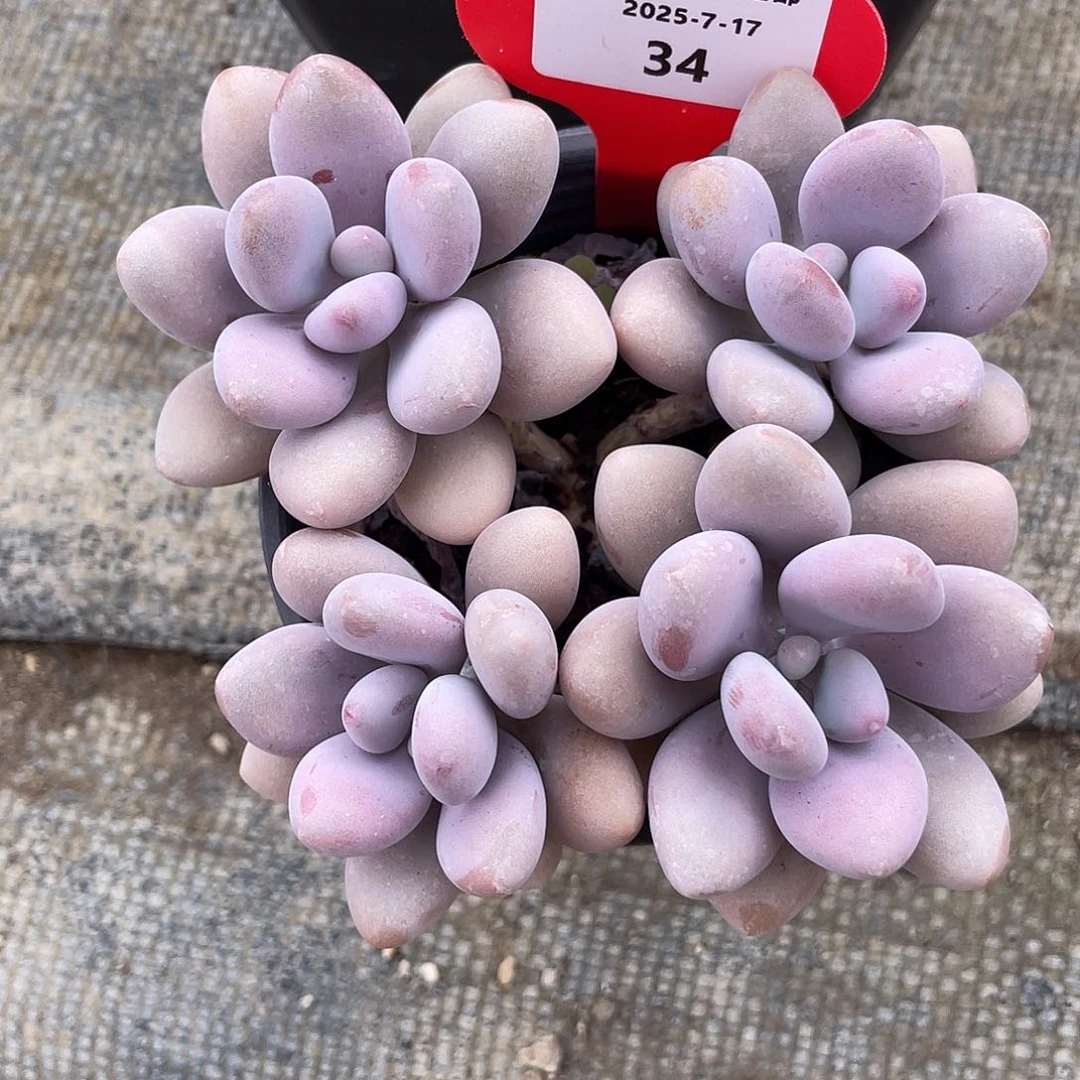 萌肉小筑0717-34桃蛋xiaolaozhuang