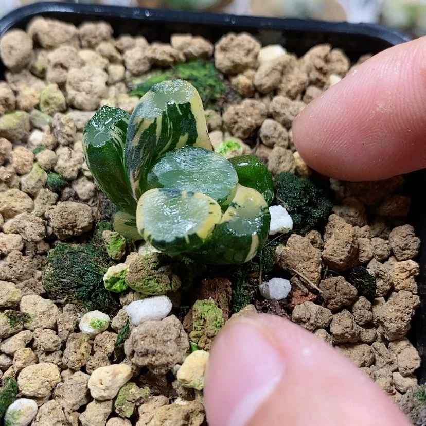 【闪购商品】101白妙