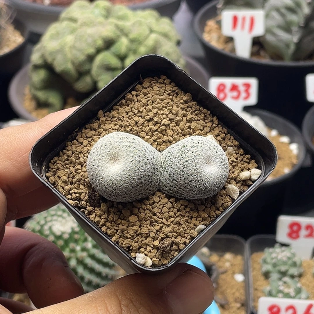 双头超白伊朗丸 包邮带盆土