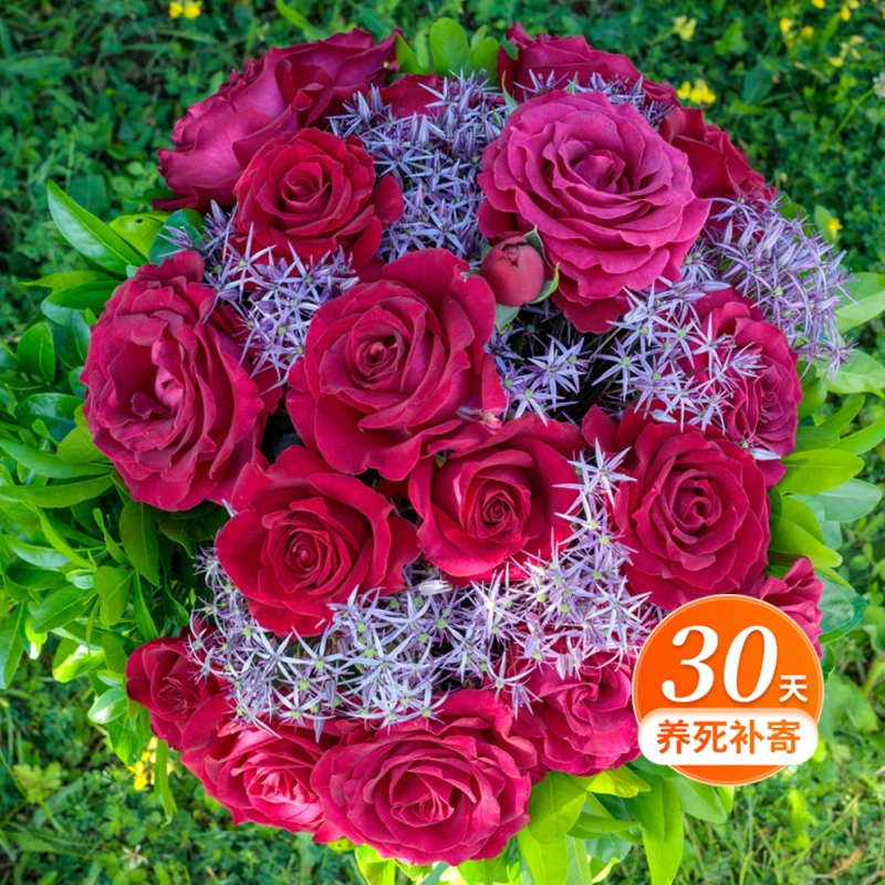 天狼月季 美人丽芙 多季浓香灌木庭院露台植物玫瑰花卉