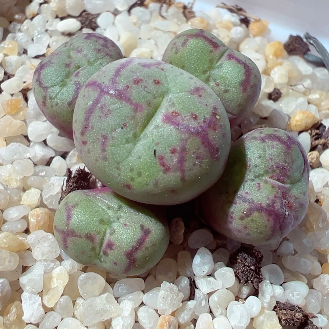 1226-784多肉多肉猴脸