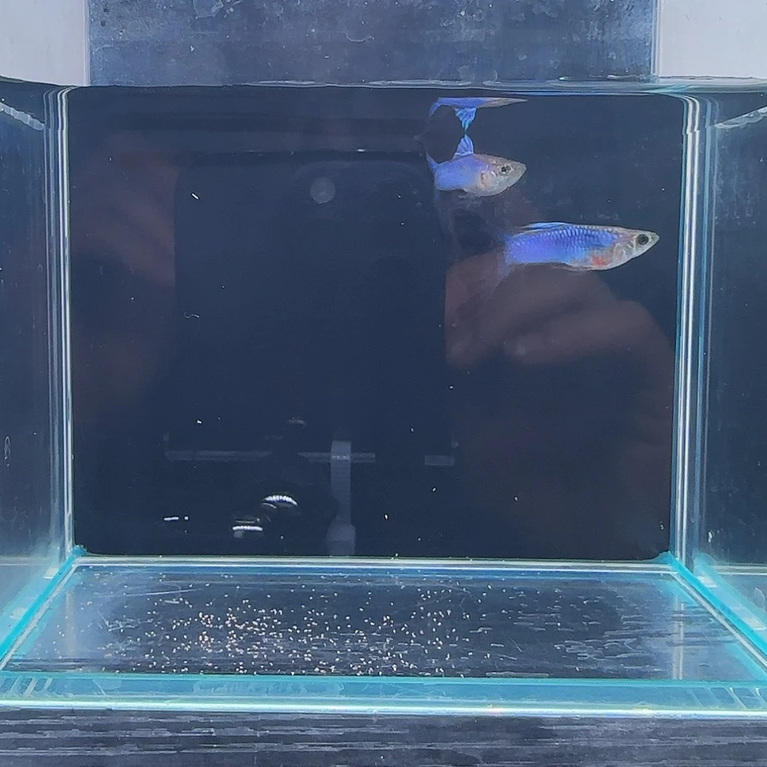 孔雀鱼种鱼级别辛加蓝蓝尾2对