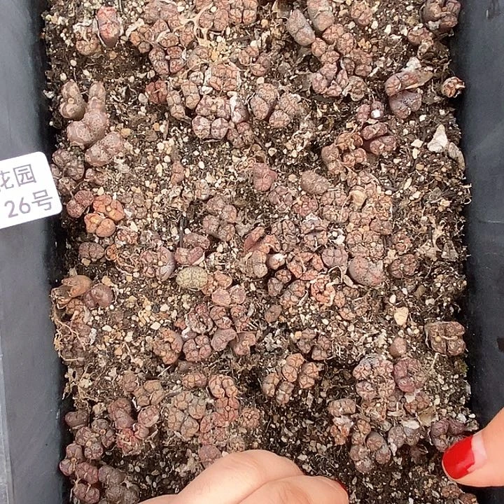 桃喜花园0125-26勋章一盆