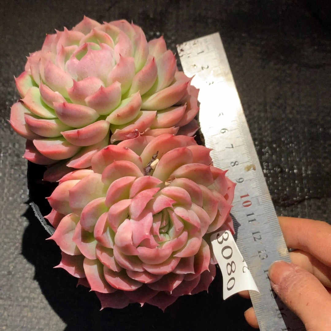 3080杂交多肉植物