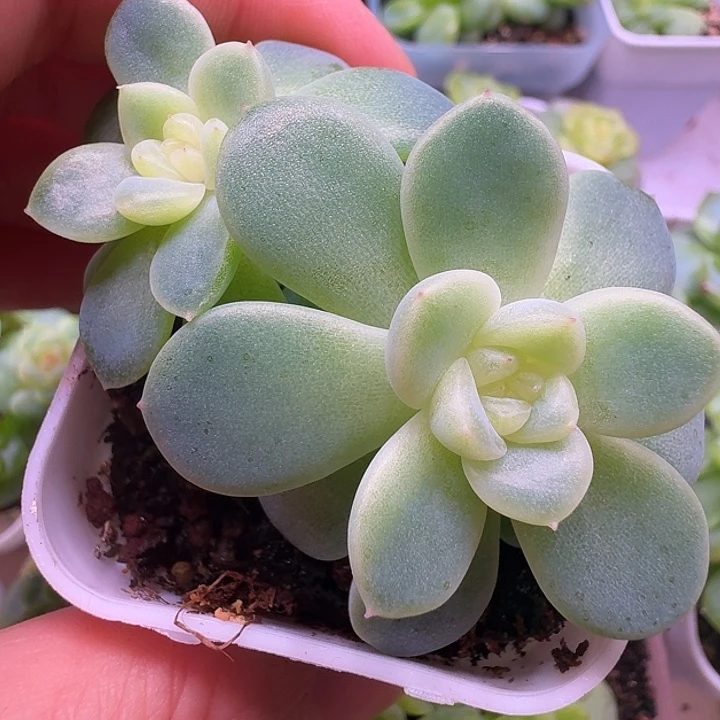 青柠双头开播福利