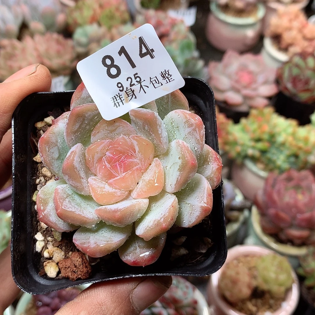 精控拇指盆9.25814