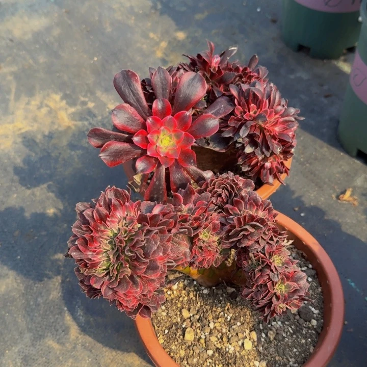 金*法师法师法师法师069