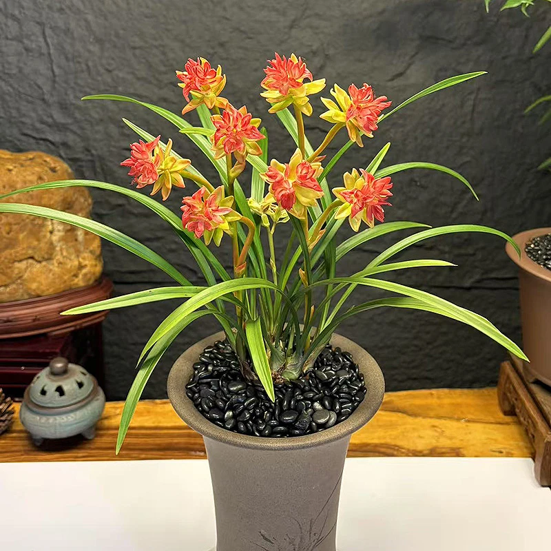 火麒麟 名贵三大奇花之首 高端兰花 开花非常香 好养绿植花卉