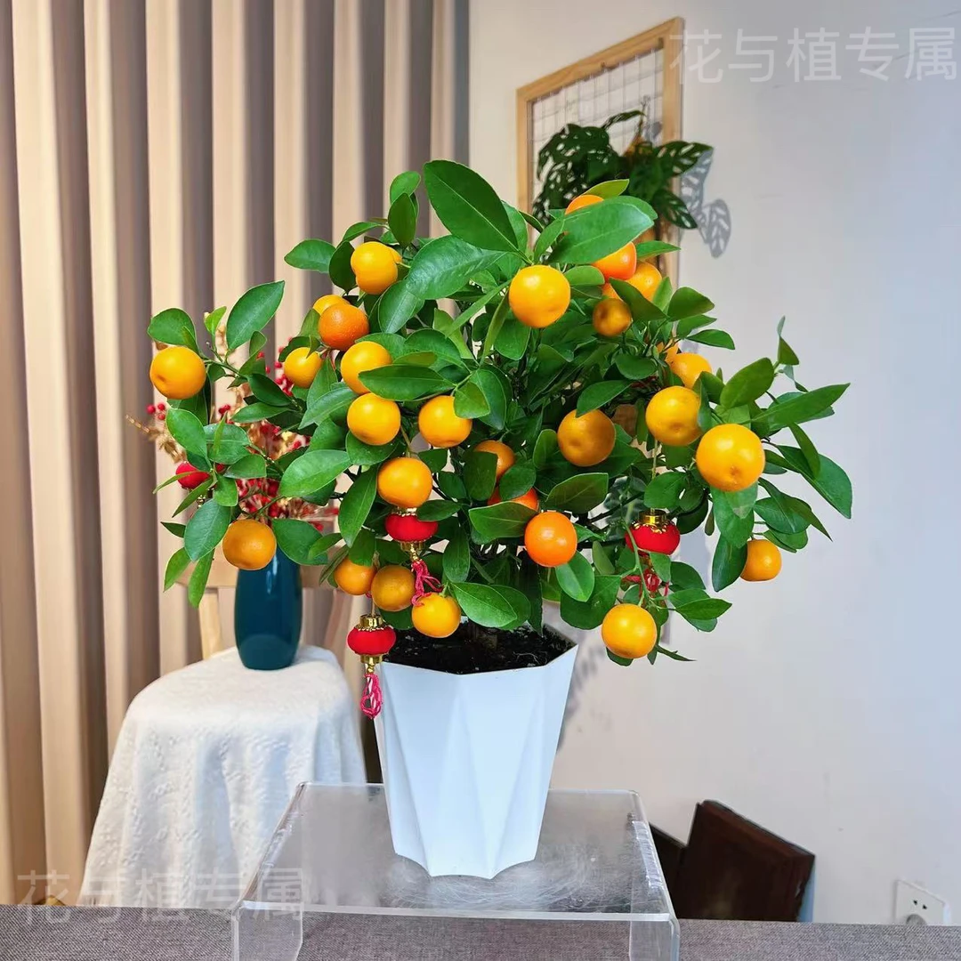 【带青果】四季盆栽招财植物脆皮发货 室内盆景种植阳台南北方