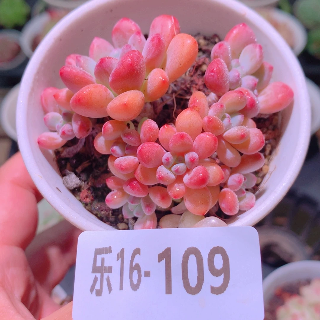 乐然16-109 冰彤群