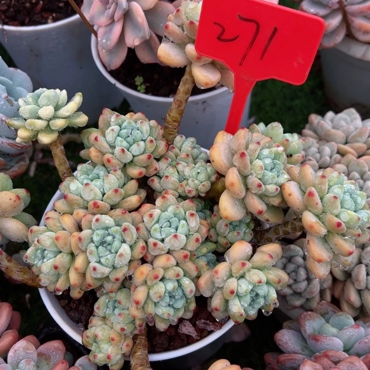 271劳尔平平安安健健康康