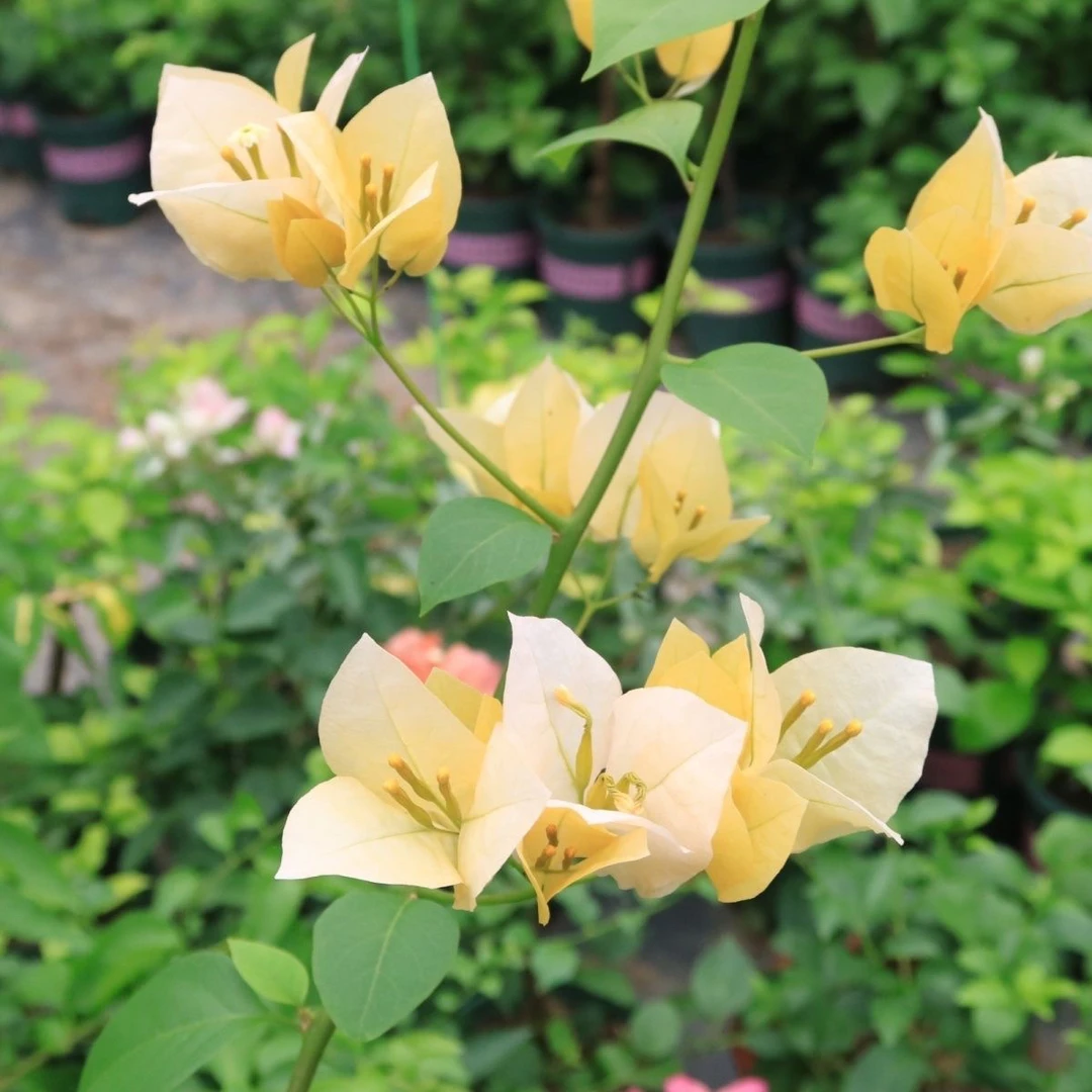 苏瓦娜 三角梅大苗好养易开花花卉基地  不带花