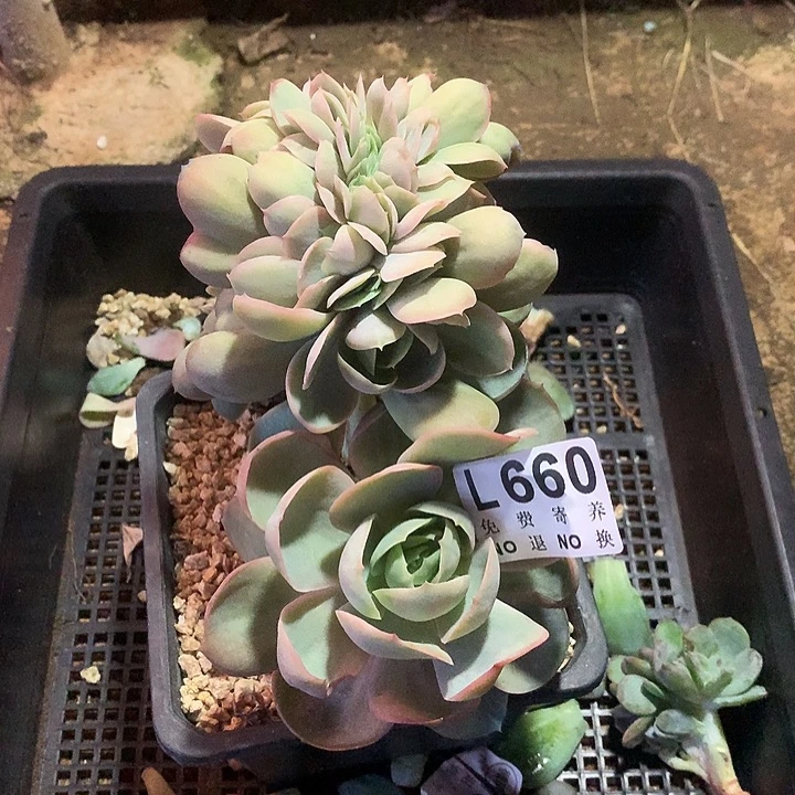 桃花坞缀化 多肉植物.9.27号左右发