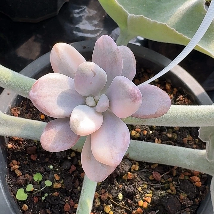 桃蛋锦一物一拍，多肉锦