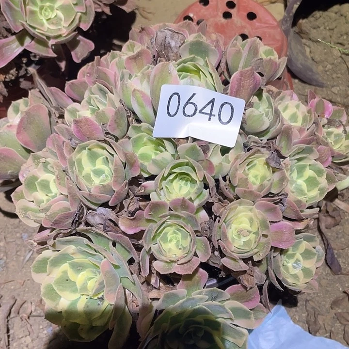 多肉植物法师640妖月