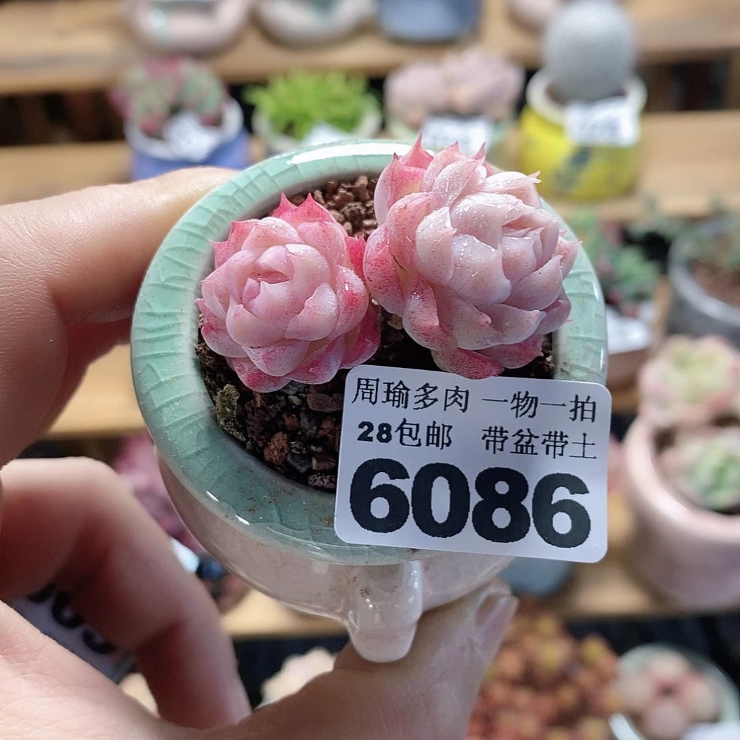 精控多肉植物6086