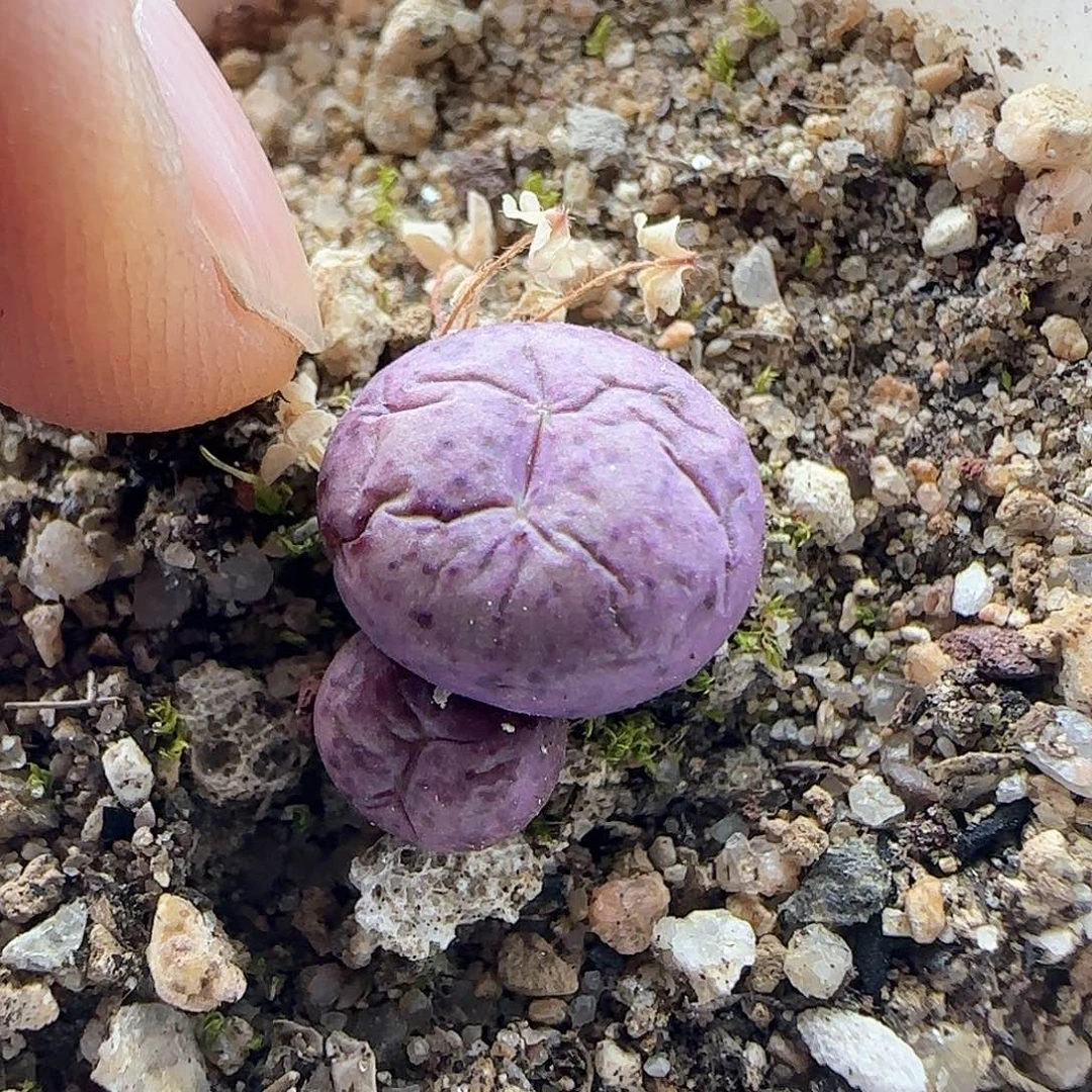 y****畅脱土发货28包邮25832