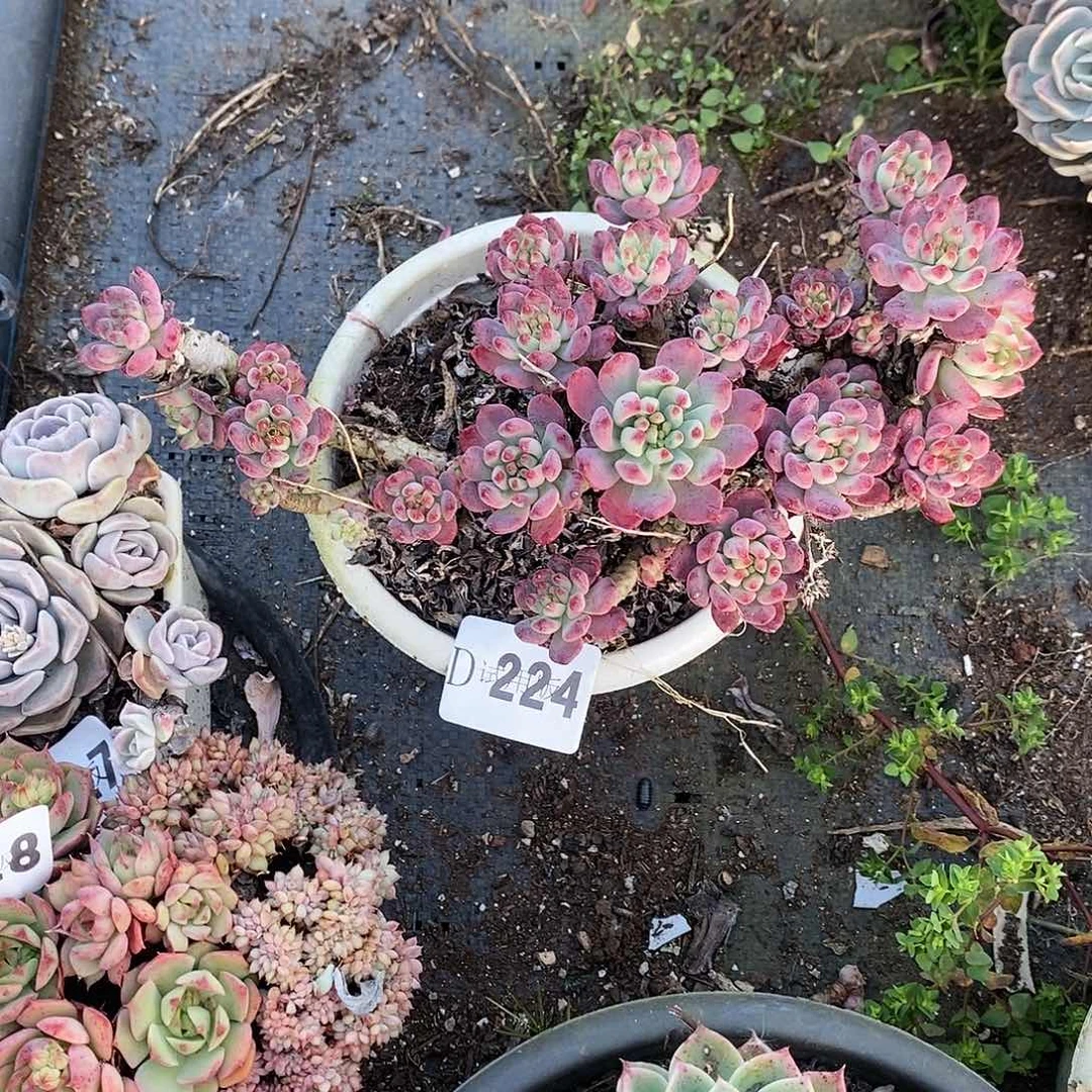 小*224蓝苹果多肉植物