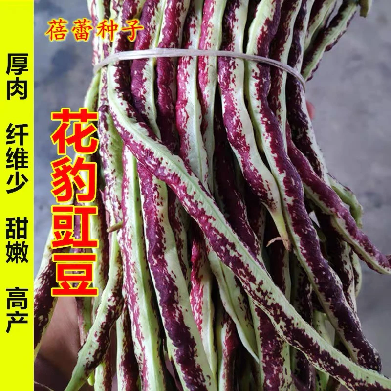 花豹豇豆豆角种子秋豆角长豆角龙纹种籽高产春秋农家田园蔬菜种子