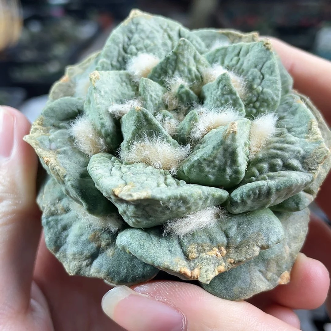 13号自根白姬怒涛牡丹