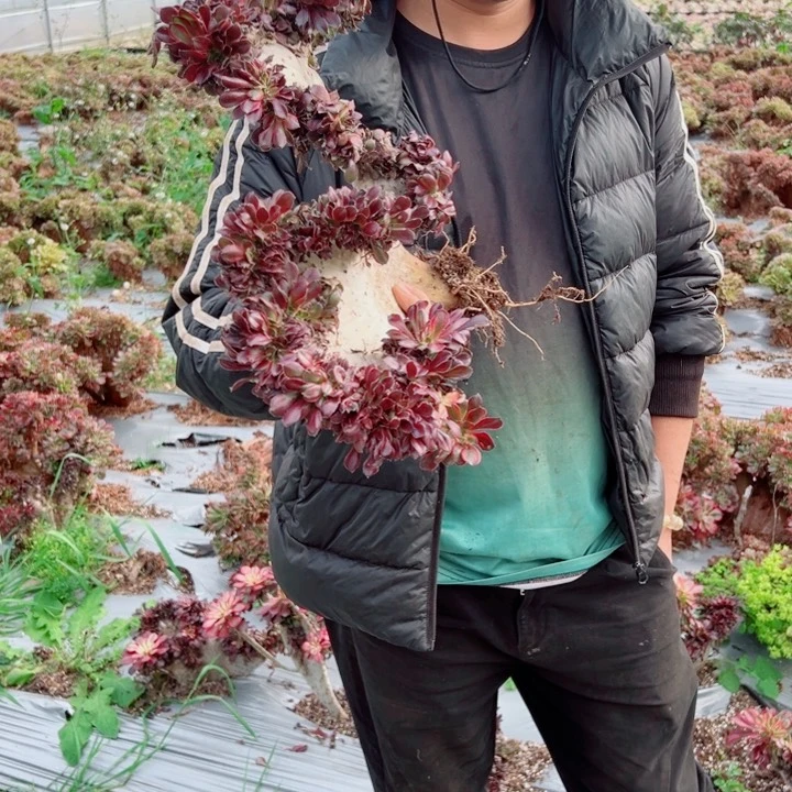 林****柳大颗丽娜醉话多肉法师