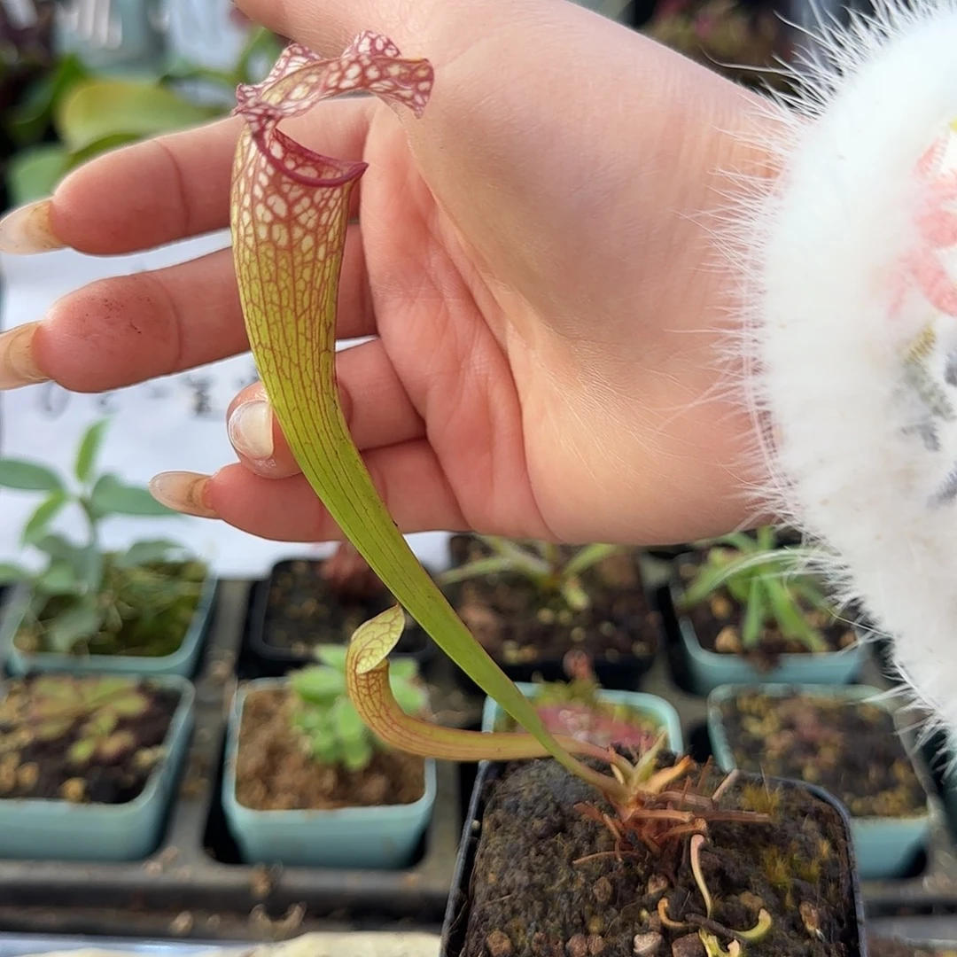 无花朵紫瓶交白瓶