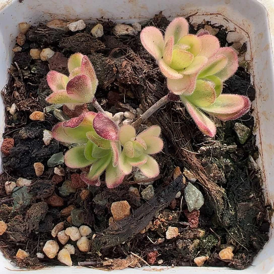 橄榄球玫瑰锦，覆轮锦