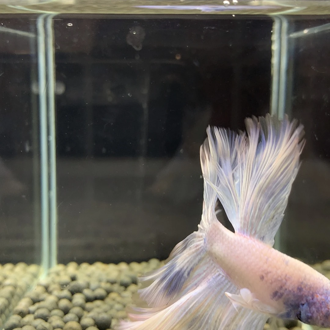 海水鱼七弟泰国斗鱼30