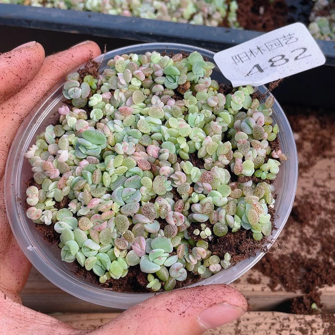 多肉植物多肉植物482