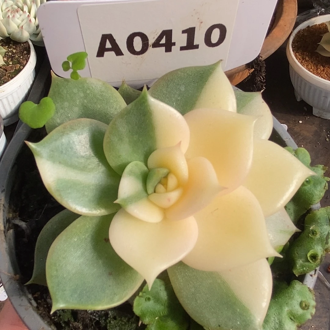 410贝加尔湖哈哈哈哈哈