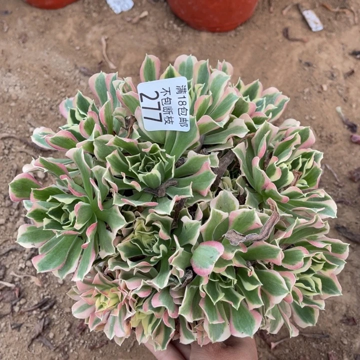 277白凤绣球1号棚