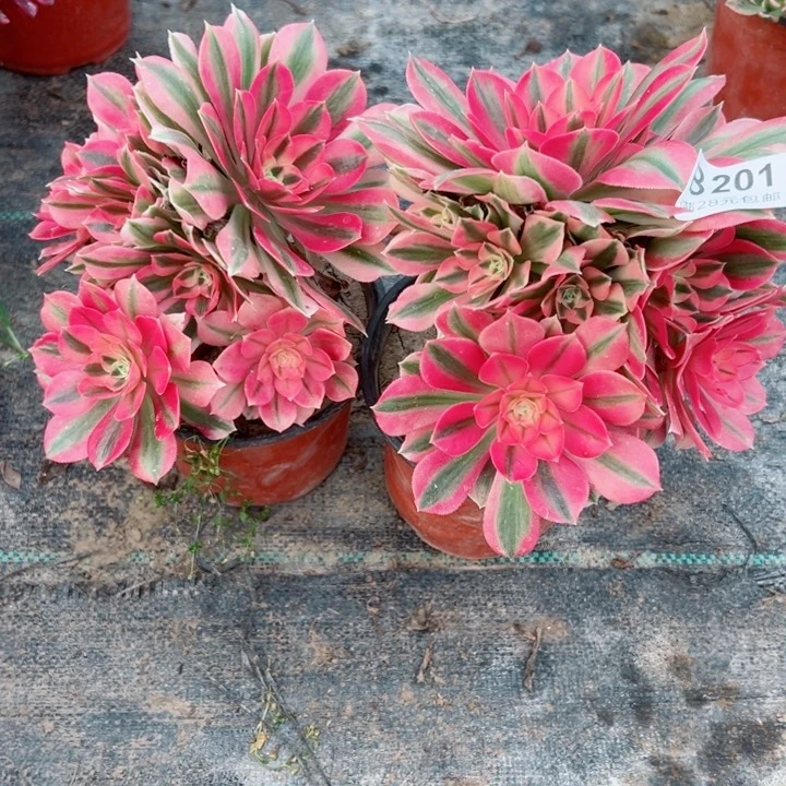 201。202女巫多肉植物