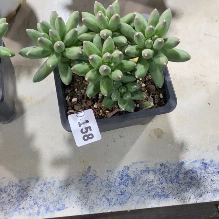 L***萨158千代田多肉植物多肉