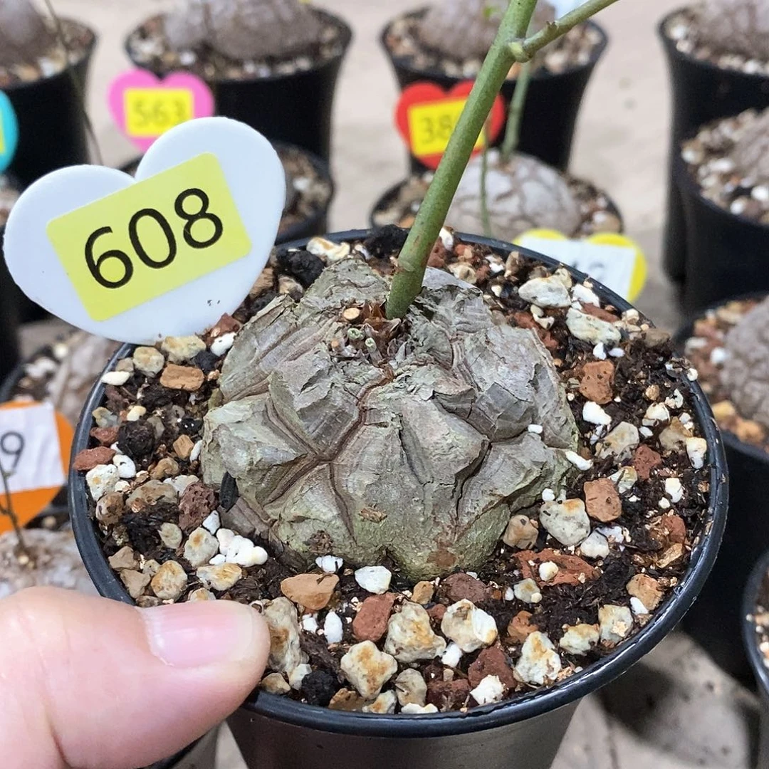 南非龟甲龙龟甲龙