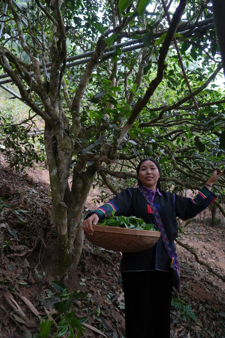 老班章十号茶链接