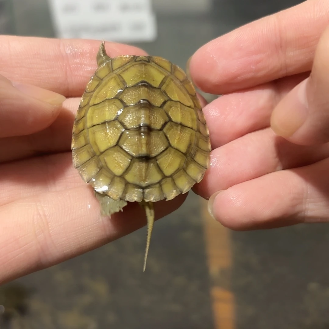 绿毛龟母小青123456
