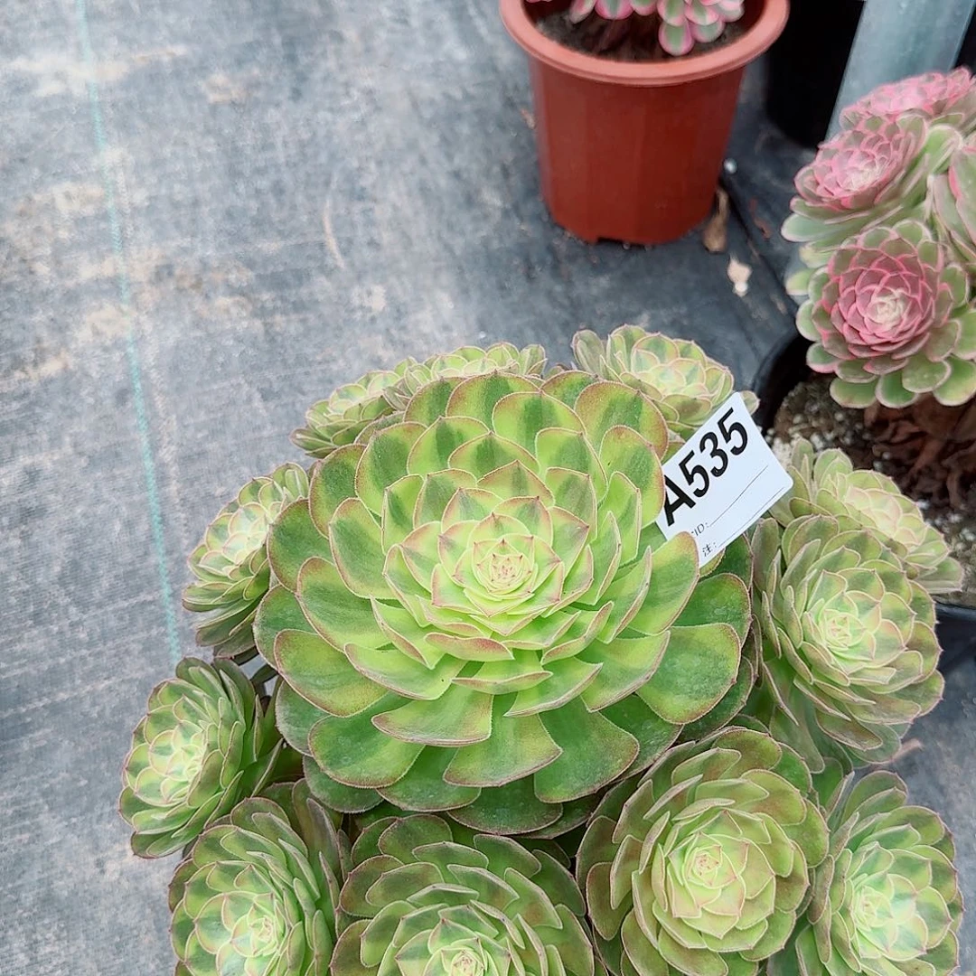 谢*奇雨荷多肉法师535