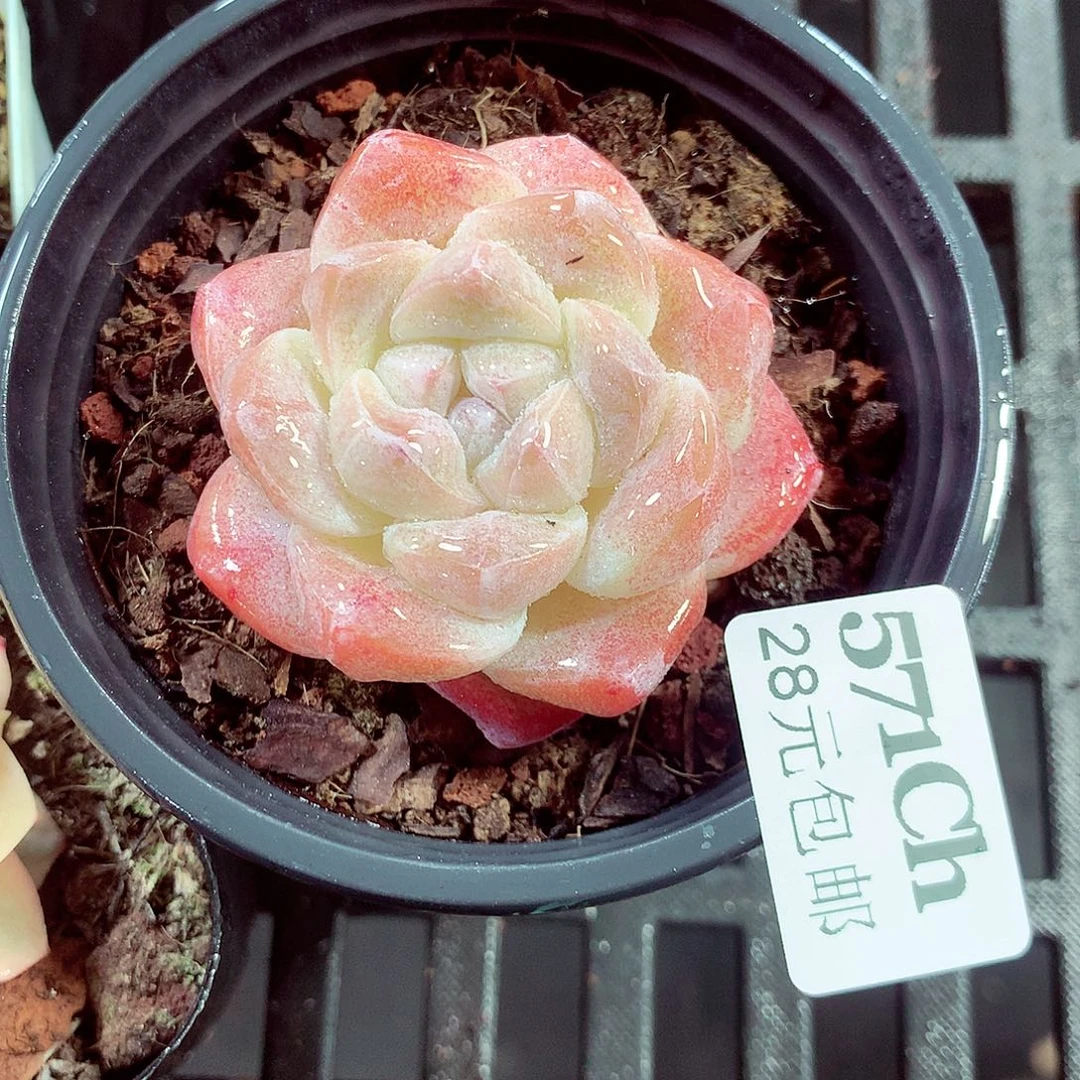 5厘米盆精控多肉571